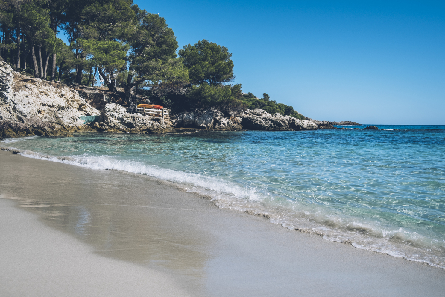 Posidonia, el secreto detrás de las aguas cristalinas de Mallorca