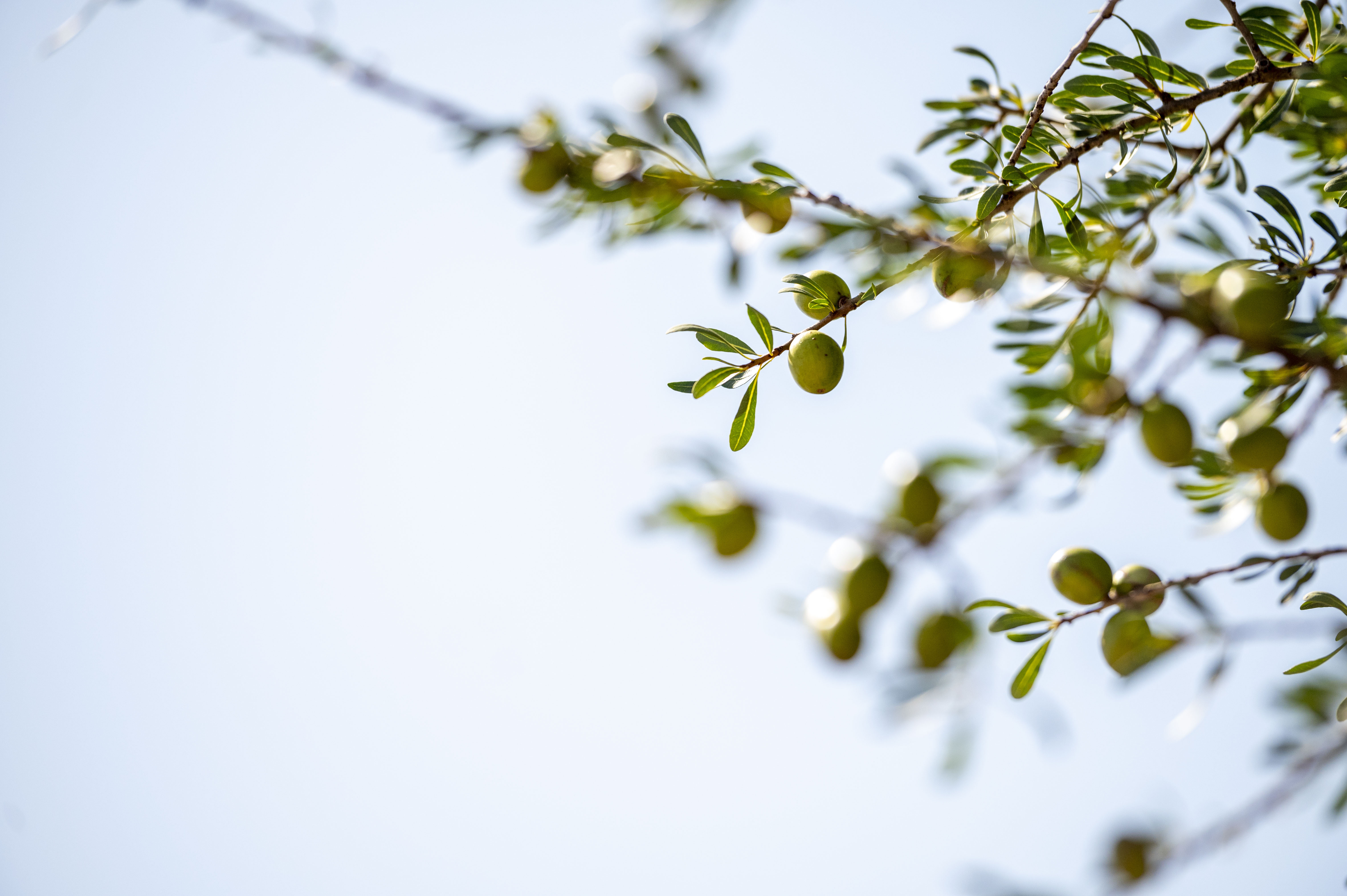 A Fusion of Culture and Sustainability Through Argan Oil at Iberostar Founty Beach